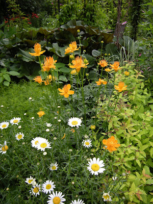 Globeflowers were very difficult for me to get started, but after a few years of extra attention (esp. watering regularly), these Golden Queens are doing great. The Desdemona ligularia is already huge in the back and the Zagreb coreopsis should be blooming soon.