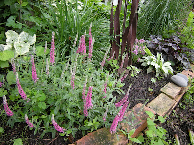 This area used to be all creeping charlie. I am starting to reclaim it starting with this little grouping: speedwell, King's Randsom brunnera, allium, Dream Queen hosta (hidden behind the rusty cattail sculpture), Silver Sword pulmonaria, Can Can heuchera