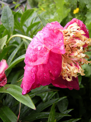 Sword Dance peony, one of my new peony addition to help fill the void between the booming spring bulbs and summer garden. It is much prettier when it is not water logged.