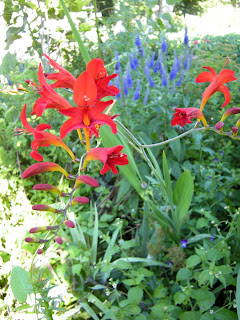 Lucifer crocosmia with the Sunny Border in the back. Lucifer is new to my garden this year. I really hope it over-winters.
