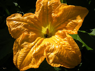 Pumpkin flower with a very happy bee inside. My pumpkins are also very happy this year.