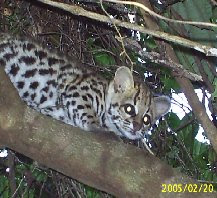 Leopardus Tigrinus