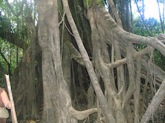 Arbre parasite