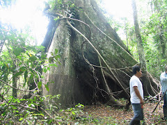 Arbre Ceiba