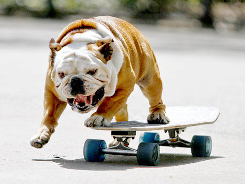 http://1.bp.blogspot.com/_9cS1xh4GAB8/S9GhvOSNzcI/AAAAAAAAELc/CtEUKIidGbc/s1600/Tillman_fastest_skateboarding_dog.jpg