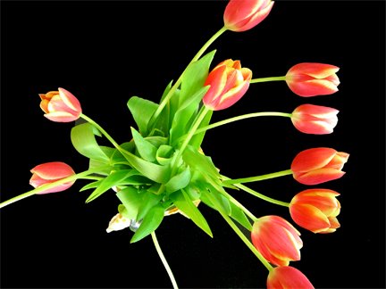 [tulips_web.jpg]
