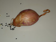 you might think this is a shallot!