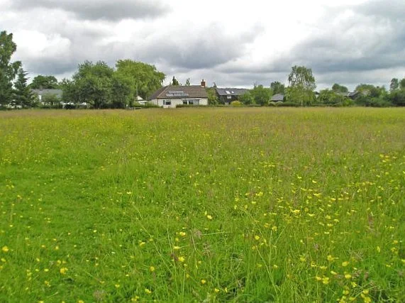 Buttercups in the meadow behind the houses at Row Green