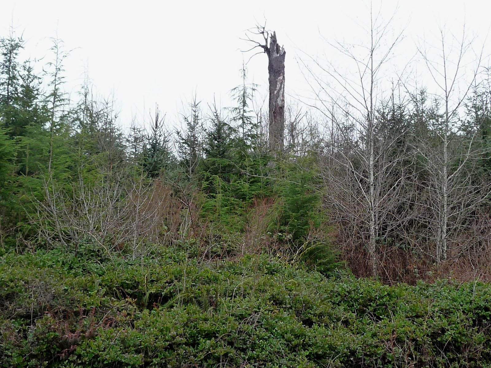 seniors walking across america DAY 11 HANGING AROUND FORKS, WASHINGTON