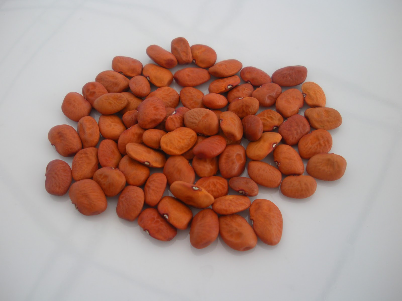 Tepary bean Types of tepary bean