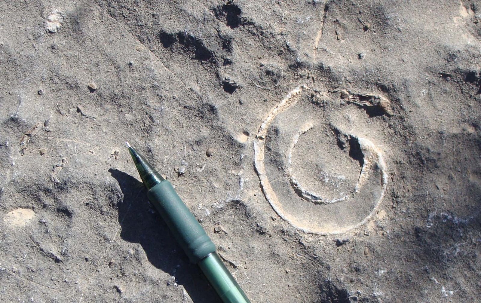 [Fossil+Gastropod+in+Gardison+Fm.jpg]