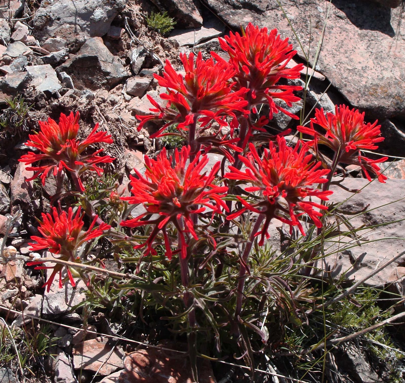 [Indian+Paintbrush2.jpg]