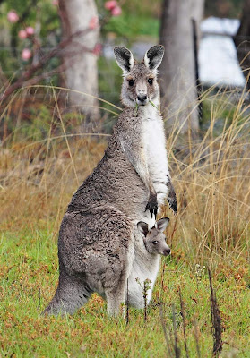 http://1.bp.blogspot.com/_9gvfDaDzpXM/TEehsKkQ-oI/AAAAAAAADMg/_ijT_CNSsIE/s1600/Australian+Animals+(11).jpg
