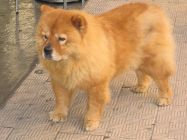 RIVIERA DOGS: Waiting for customers...