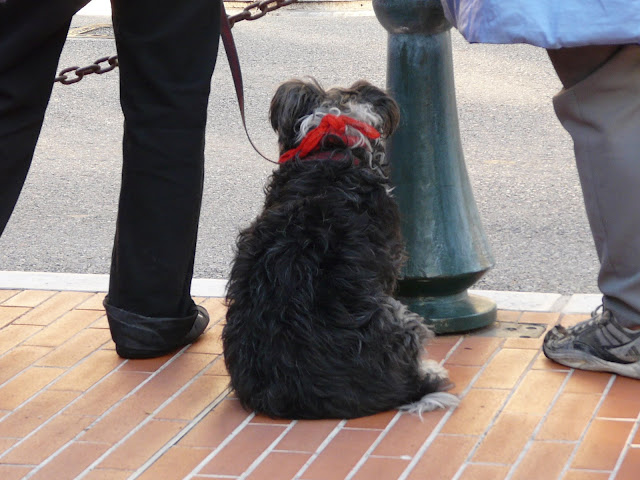 RIVIERA DOGS: Monaco's colours