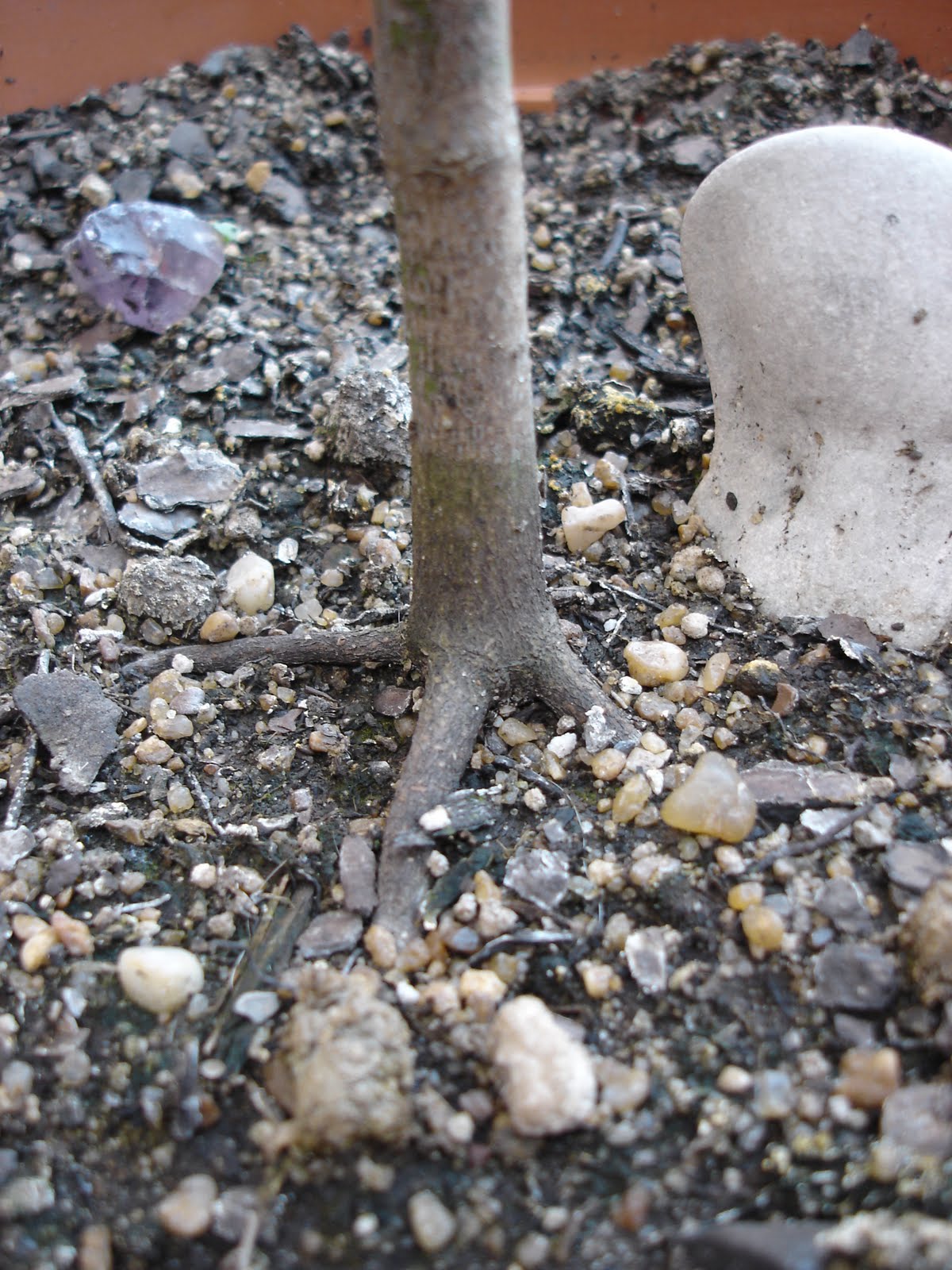 Bonsai: Algunos de mis Arces