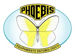 Phoebis