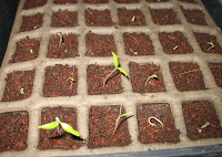 2009: Some tomato plants emerge!