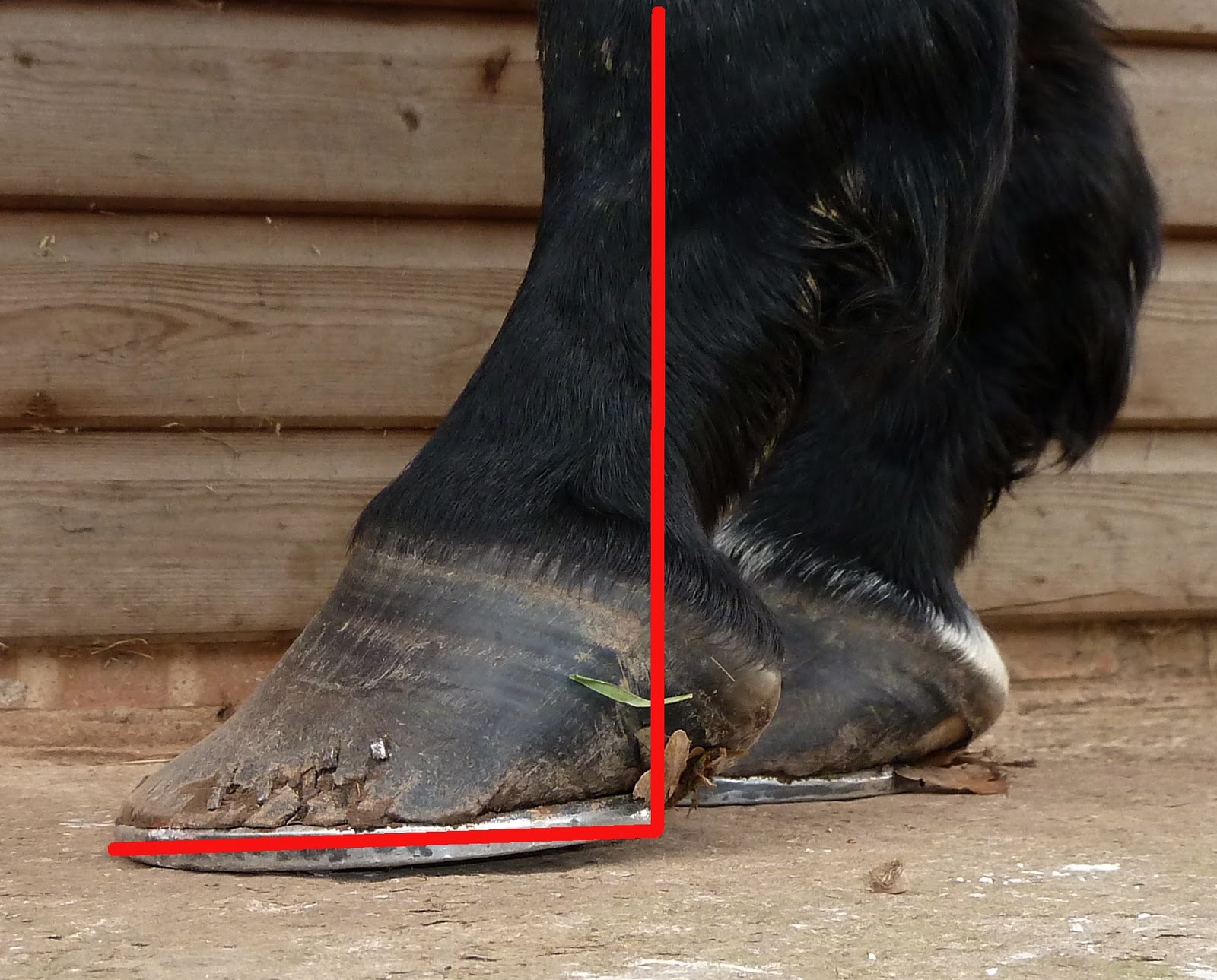 Rockley Farm How long toes affect the back of the hoof