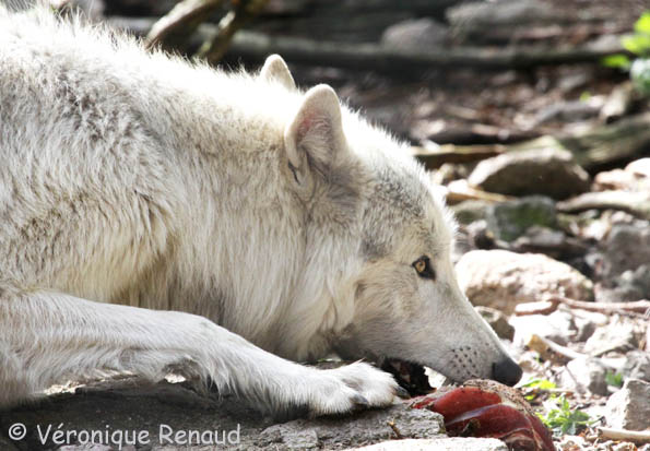 White Wolf : January 2011