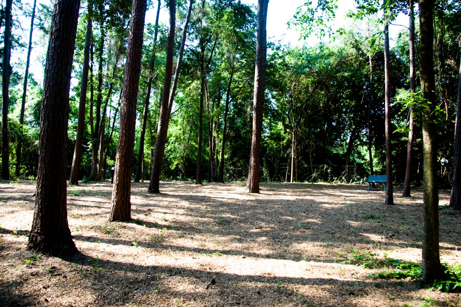 The Woodlands Texas Parks Tamarac Dog Park