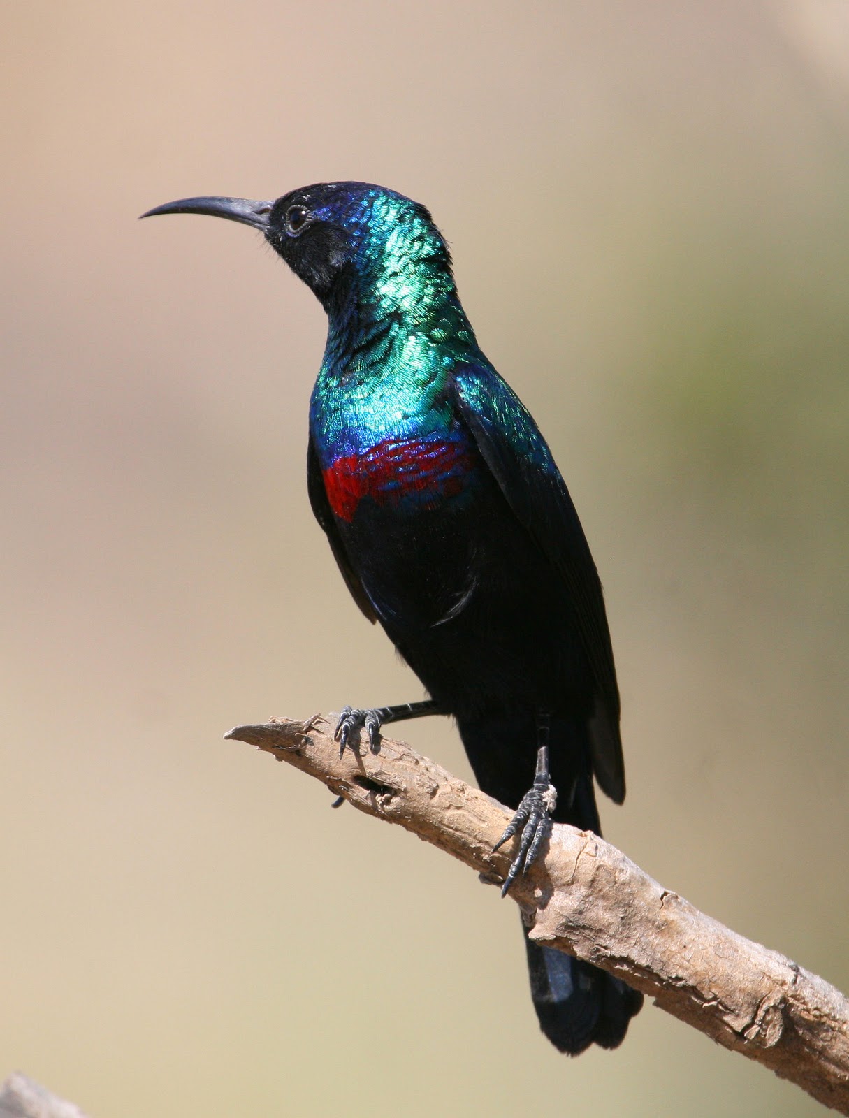 pelagicus: a few exotics from oman - asiatics and insects to follow