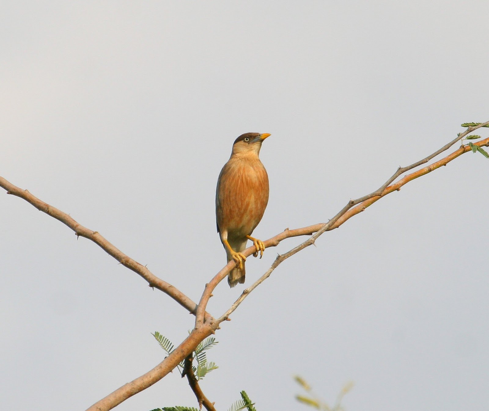 pelagicus: a few exotics from oman - asiatics and insects to follow