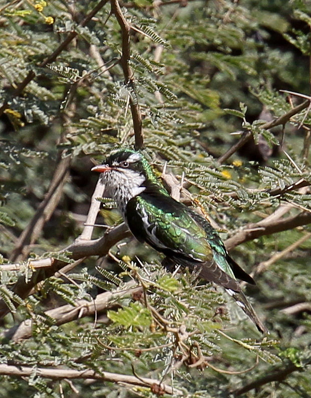 pelagicus: a few exotics from oman - asiatics and insects to follow