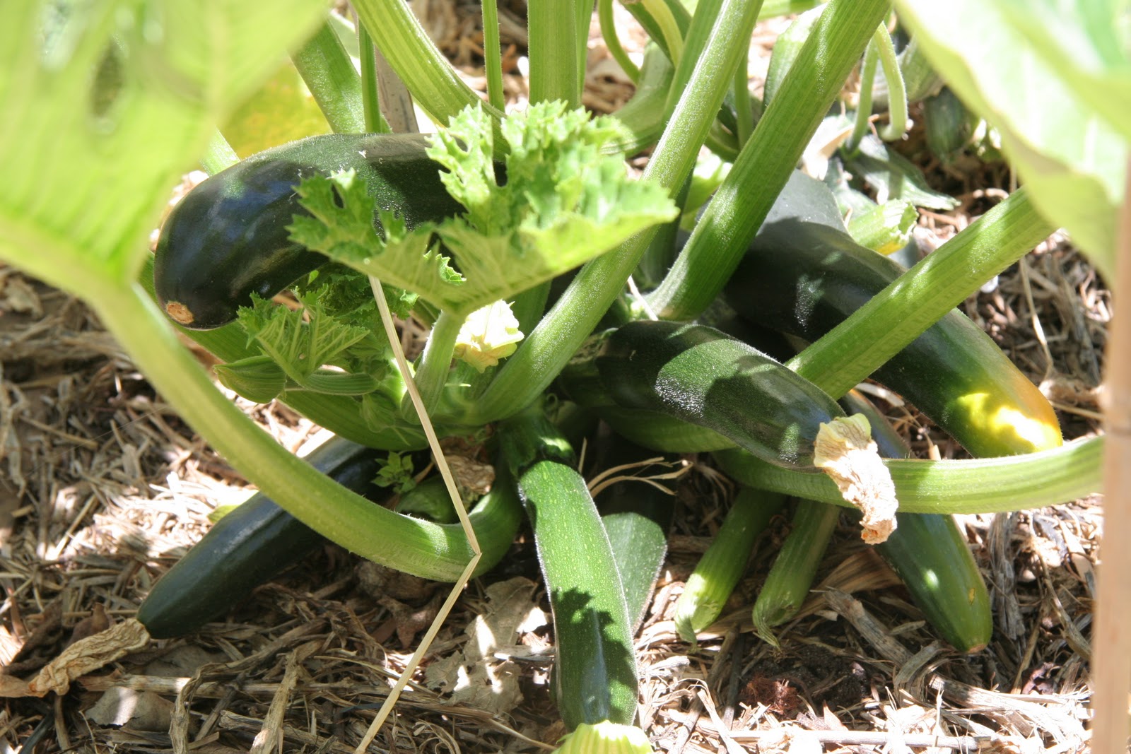 Hotpatch Gardening Zucchini and Cucumber