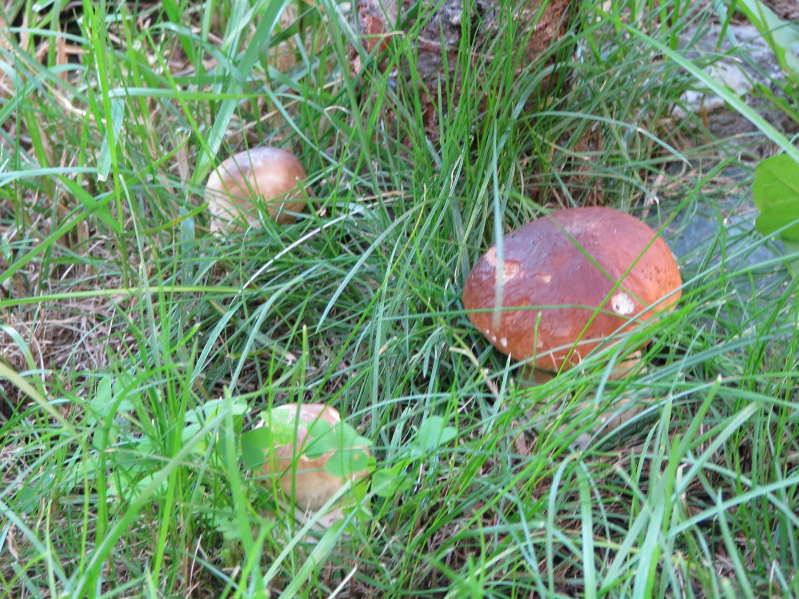 [IMG_0017.JPG]