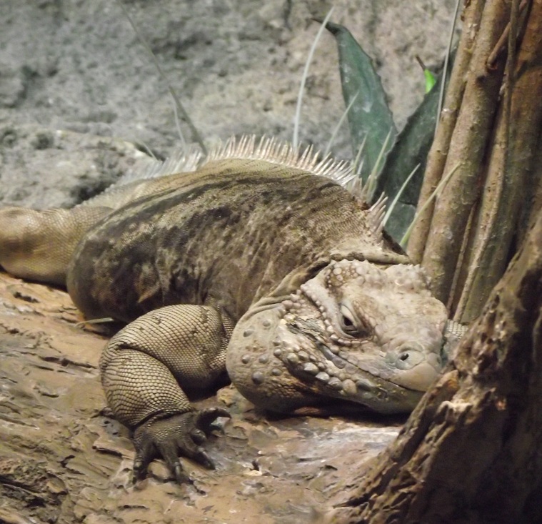 Grand Cayman Blue Iguana