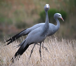 crane bird south africa national birds animal quotes cranes facts flying wildlife photographs bluecrane galjoen fish fynbos quotesgram wc