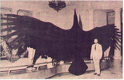bird argentavis magnificens biggest largest ever flying animal magnificent argentine discovered ago record fly fossil birds argentina giant found wingspan