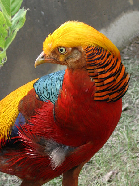 Golden Pheasant Bird Facts (Chrysolophus pictus)