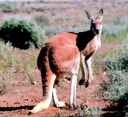 RedKangaroo.jpg