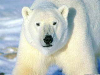 El Oso Polar