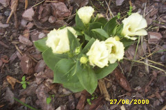 Eustoma biała