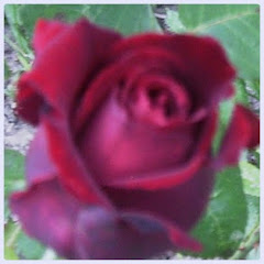 Róża pąsowa