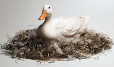 Mama Duck's Nest