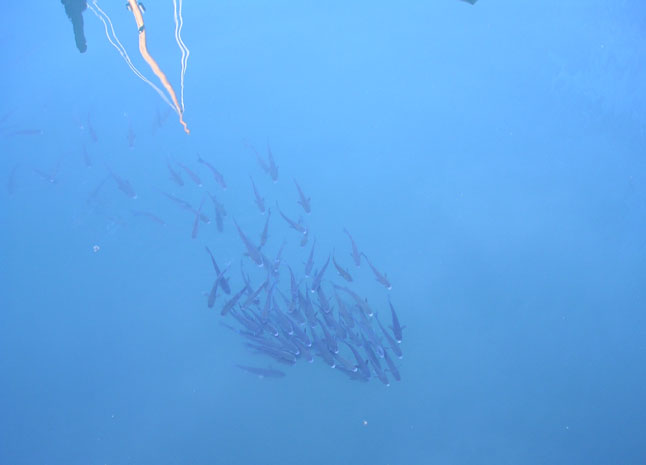 [dubrovnik-fish-in-harbour.jpg]