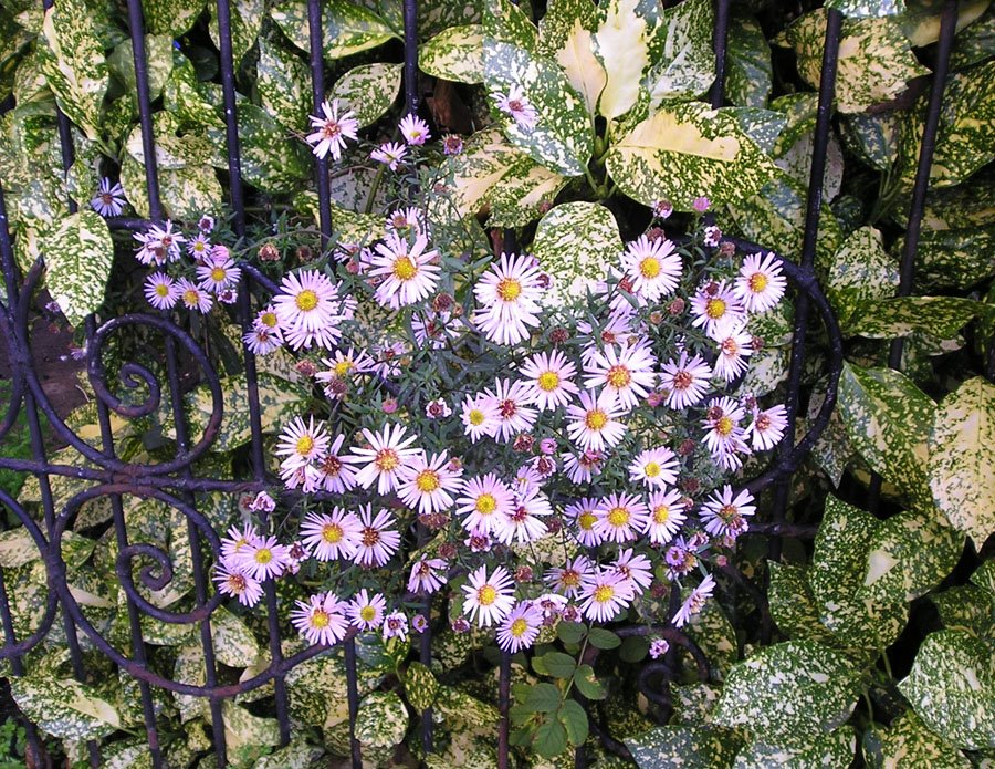 [michaelmas+daisy+shot.jpg]