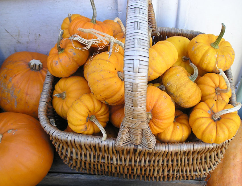 [squash+greenwich+oct.jpg]