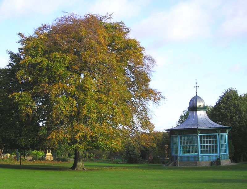[27-10+tree+bandstand.jpg]