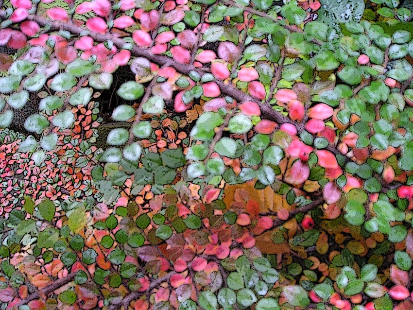 [leaves+poster+edges+effect.jpg]