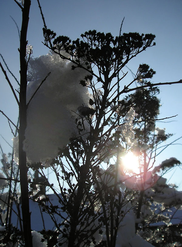 [snow+bush+sun.jpg]