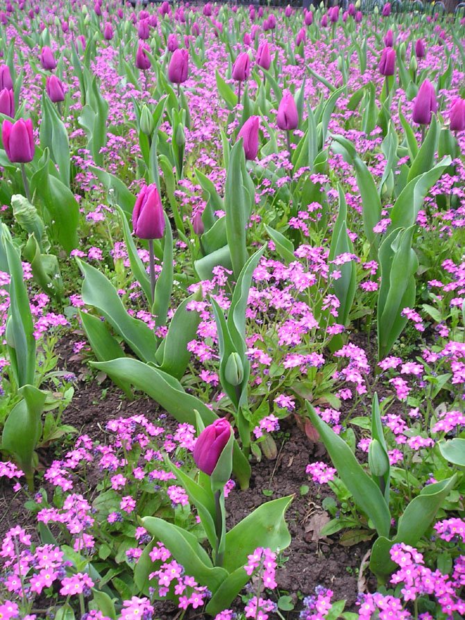 [31-03-09+tulips+forget.jpg]