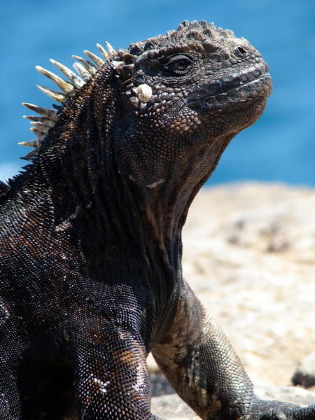 foto iguana - gambar hewan - foto iguana