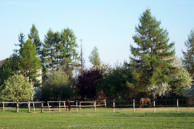 Spokojna zagroda z pasącym się koniem na tle wiosennego krajobrazu