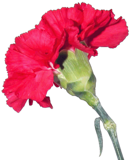 [Cravo+25+abril.png]