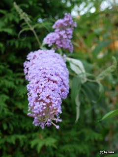 Lunas Garten-Rosen-Vielfalt : Beim Gartentor